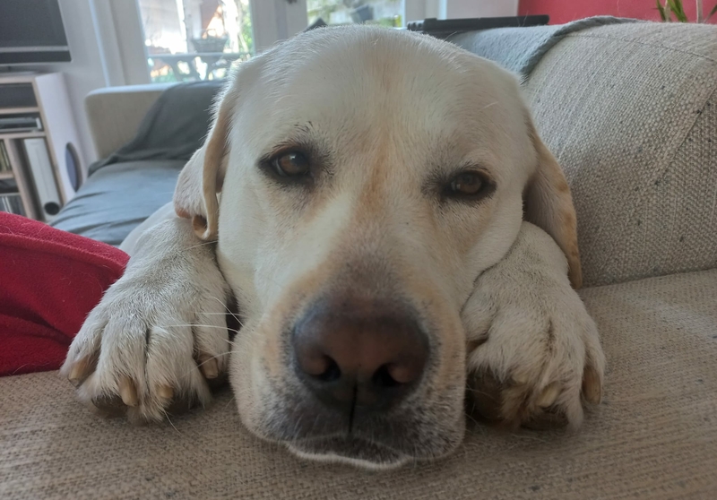 hond recht in de camera kijkend