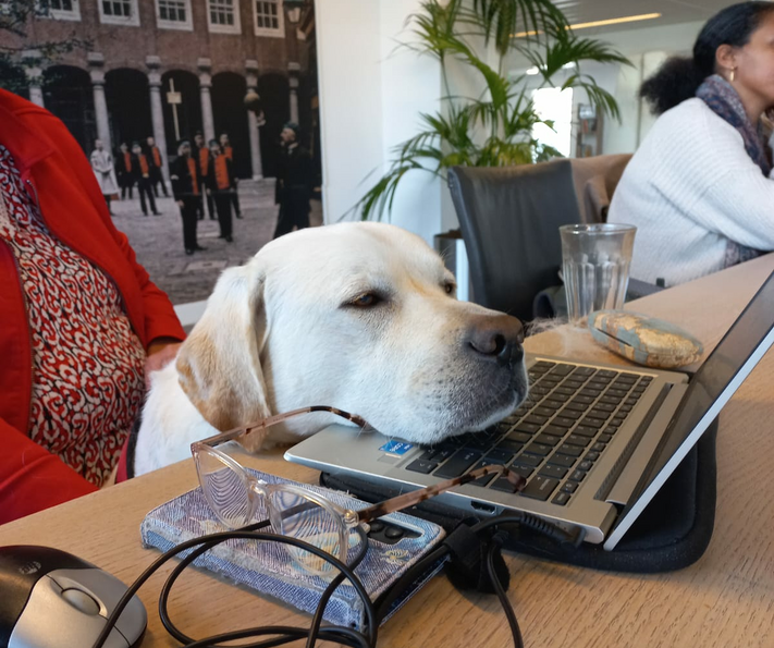 Hond slapend op een laptop