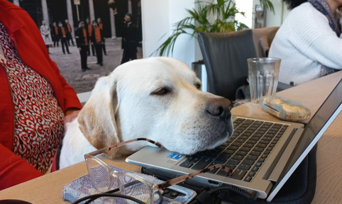 Hond slapend op een laptop